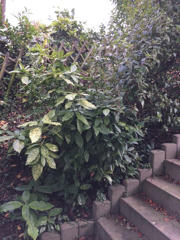 Wachtberg Appartement Rosengarten מראה חיצוני תמונה